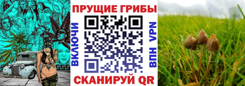 даркнет телеграм Белоярский Псилоцибиновые грибы GOLDEN TEACHER